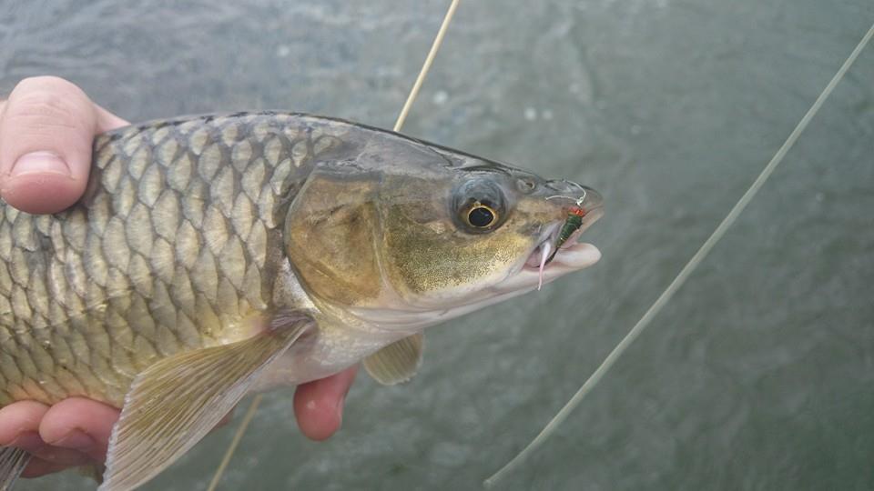 Close-up of a fish with a fly in its mouth